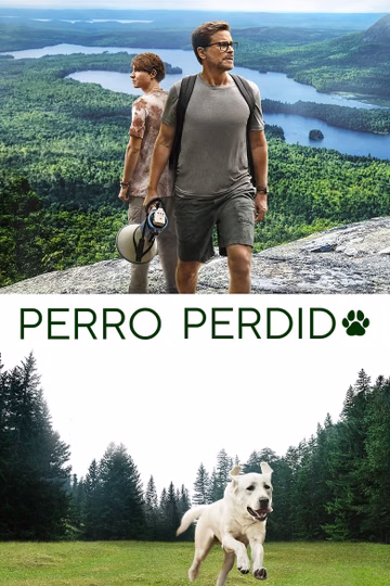Póster de Perro perdido